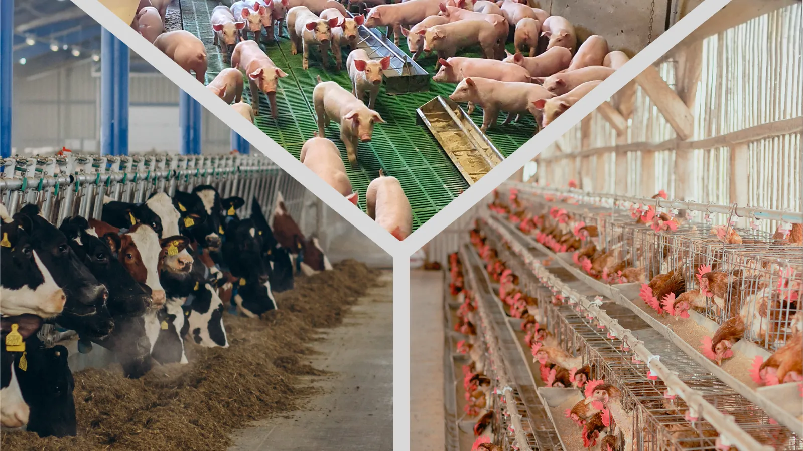 КРИЗИС УДОБРЕНИЙ: КАК ПРЕВРАТИТЬ НАВОЗ И ПОМЁТ В СТРАТЕГИЧЕСКИЙ АКТИВ